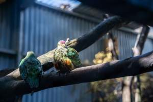 Captive birds - Captured at Gorge Wildlife Park, Cudlee Creek SA Australia.