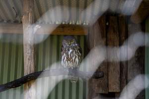 Captive owl - Captured at Gorge Wildlife Park, Cudlee Creek SA Australia.