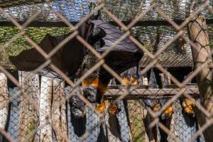 Native Australian flying foxes - Captured at Gorge Wildlife Park, Cudlee Creek SA Australia.
