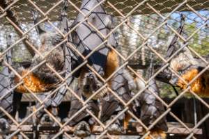 Native Australian flying foxes - Captured at Gorge Wildlife Park, Cudlee Creek SA Australia.