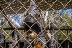 Native Australian flying foxes - Captured at Gorge Wildlife Park, Cudlee Creek SA Australia.