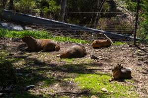 Capybaras and Maras - Captured at Gorge Wildlife Park, Cudlee Creek SA Australia.