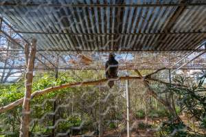 Captive eagle - Captured at Gorge Wildlife Park, Cudlee Creek SA Australia.