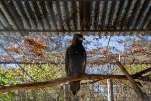 Captive eagle - Captured at Gorge Wildlife Park, Cudlee Creek SA Australia.