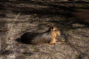 A Mara in an enclosure - Captured at Gorge Wildlife Park, Cudlee Creek SA Australia.