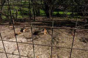 Maras in an enclosure - Captured at Gorge Wildlife Park, Cudlee Creek SA Australia.