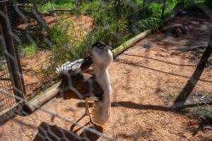 Bustard (Australian bird) - Captured at Gorge Wildlife Park, Cudlee Creek SA Australia.