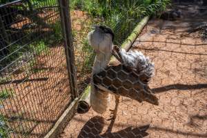 Bustard (Australian bird) - Captured at Gorge Wildlife Park, Cudlee Creek SA Australia.