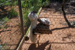 Bustard (Australian bird) - Captured at Gorge Wildlife Park, Cudlee Creek SA Australia.