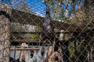 Native Australian flying fox - Captured at Gorge Wildlife Park, Cudlee Creek SA Australia.