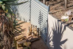 A group of Meerkats - Captured at Gorge Wildlife Park, Cudlee Creek SA Australia.
