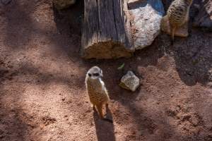 Meerkat standing up - Captured at Gorge Wildlife Park, Cudlee Creek SA Australia.