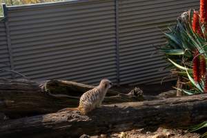 Meerkat on log - Captured at Gorge Wildlife Park, Cudlee Creek SA Australia.