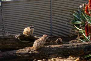 Meerkats on logs - Captured at Gorge Wildlife Park, Cudlee Creek SA Australia.