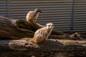 Meerkats on logs - Captured at Gorge Wildlife Park, Cudlee Creek SA Australia.
