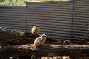 Meerkats on logs - Captured at Gorge Wildlife Park, Cudlee Creek SA Australia.