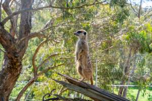 Meerkat standing on branch - Captured at Gorge Wildlife Park, Cudlee Creek SA Australia.