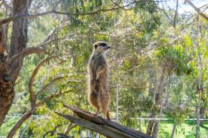 Meerkat standing on branch - Captured at Gorge Wildlife Park, Cudlee Creek SA Australia.