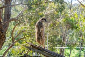 Meerkat standing on branch - Captured at Gorge Wildlife Park, Cudlee Creek SA Australia.