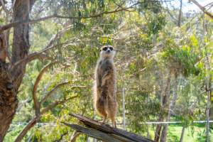 Meerkat standing on branch - Captured at Gorge Wildlife Park, Cudlee Creek SA Australia.