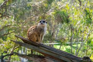 Meerkat sitting on branch - Captured at Gorge Wildlife Park, Cudlee Creek SA Australia.