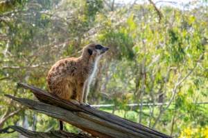 Meerkat sitting on branch - Captured at Gorge Wildlife Park, Cudlee Creek SA Australia.