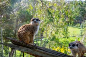 Meerkat sitting on branch - Captured at Gorge Wildlife Park, Cudlee Creek SA Australia.