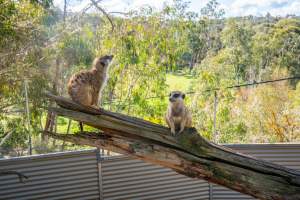 Meerkats sitting on branch - Captured at Gorge Wildlife Park, Cudlee Creek SA Australia.
