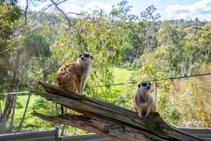 Meerkats sitting on branch - Captured at Gorge Wildlife Park, Cudlee Creek SA Australia.