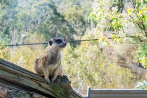 Meerkat sitting on branch - Captured at Gorge Wildlife Park, Cudlee Creek SA Australia.
