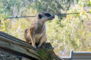 Meerkat sitting on branch - Captured at Gorge Wildlife Park, Cudlee Creek SA Australia.