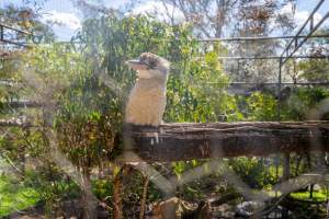 Kookaburra - Captured at Gorge Wildlife Park, Cudlee Creek SA Australia.