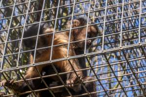A monkey and her baby - Captured at Gorge Wildlife Park, Cudlee Creek SA Australia.