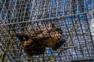 A monkey and her baby - Captured at Gorge Wildlife Park, Cudlee Creek SA Australia.