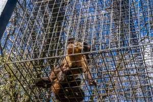 A monkey and her baby - Captured at Gorge Wildlife Park, Cudlee Creek SA Australia.