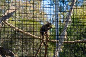 Monkey cage - Captured at Gorge Wildlife Park, Cudlee Creek SA Australia.