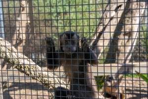 A monkey clinging to the bars of their cage - Captured at Gorge Wildlife Park, Cudlee Creek SA Australia.