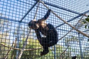 A monkey clinging to the bars of their cage - Captured at Gorge Wildlife Park, Cudlee Creek SA Australia.
