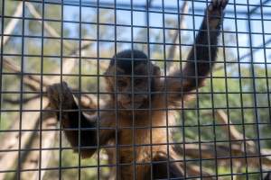 A monkey clinging to the bars of their cage - Captured at Gorge Wildlife Park, Cudlee Creek SA Australia.