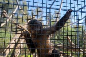 A monkey clinging to the bars of their cage - Captured at Gorge Wildlife Park, Cudlee Creek SA Australia.