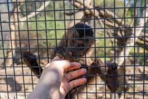 A monkey grips an investigators hand through the bars - Captured at Gorge Wildlife Park, Cudlee Creek SA Australia.
