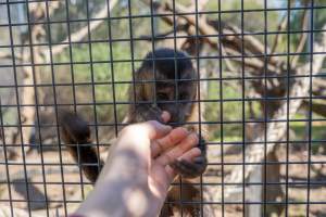 A monkey grips an investigators hand through the bars - Captured at Gorge Wildlife Park, Cudlee Creek SA Australia.