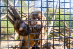 A monkey reaches through the bars - Captured at Gorge Wildlife Park, Cudlee Creek SA Australia.