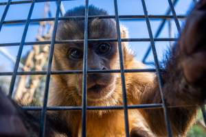 A monkey looks into the camera lens - Captured at Gorge Wildlife Park, Cudlee Creek SA Australia.