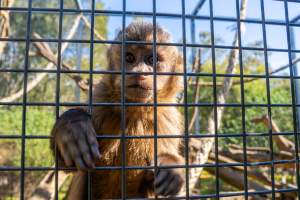 A monkey reaches through the bars - Captured at Gorge Wildlife Park, Cudlee Creek SA Australia.