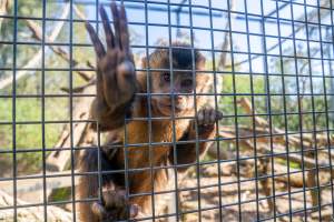 A monkey reaches through the bars - Captured at Gorge Wildlife Park, Cudlee Creek SA Australia.