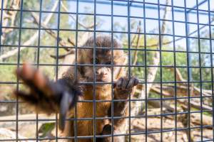 A monkey reaches through the bars - Captured at Gorge Wildlife Park, Cudlee Creek SA Australia.