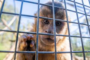 A monkey reaches through the bars - Captured at Gorge Wildlife Park, Cudlee Creek SA Australia.