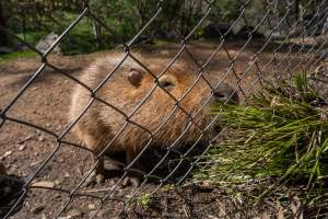 Capybara - Captured at Gorge Wildlife Park, Cudlee Creek SA Australia.