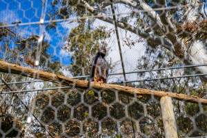Captive eagle - Captured at Gorge Wildlife Park, Cudlee Creek SA Australia.